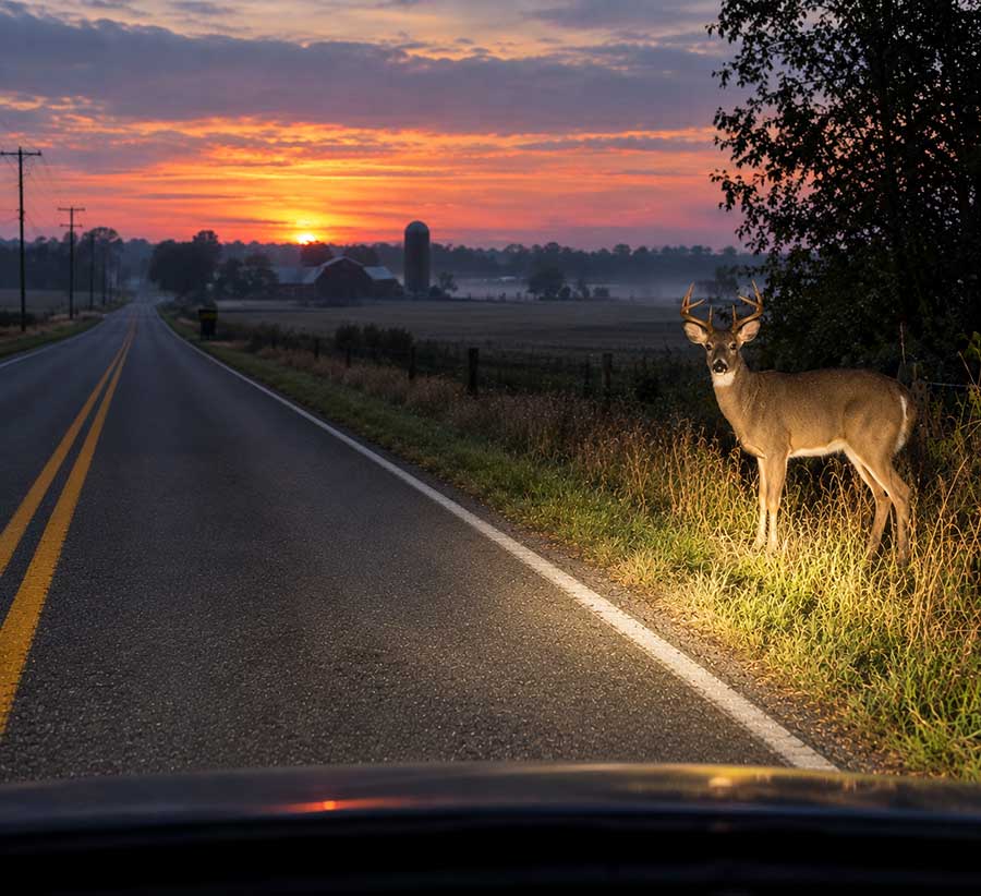 Hit a Deer in Ohio? What Car Insurance Covers